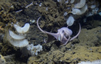 An octopus in the genus Muusoctopus travels along a section of the Dorado Outcrop.